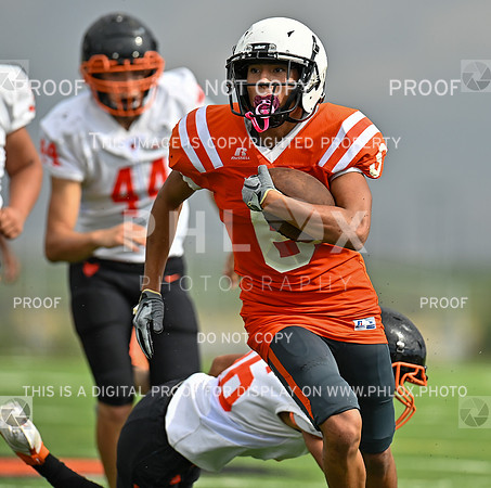 phlox_-15
