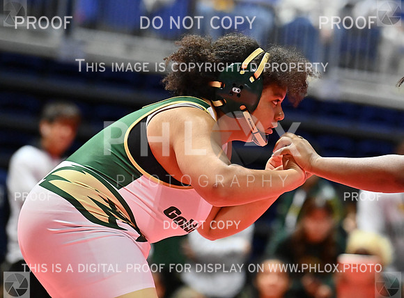 DLS_8284