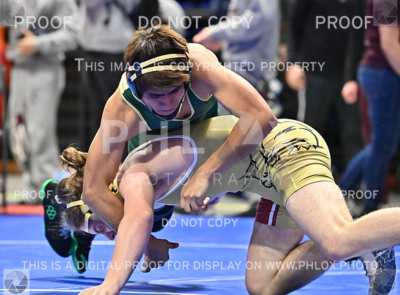 DLS_7531