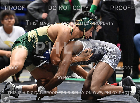 DLS_7804