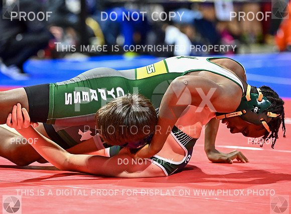 DLS_6295