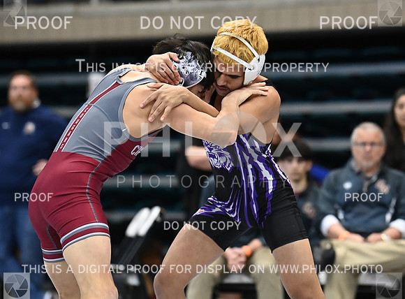 DLS_9005