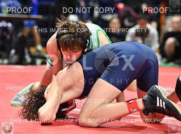 DLS_8570