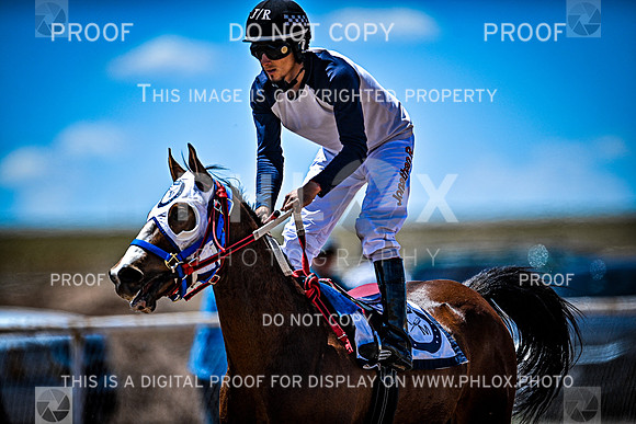 phlox-013