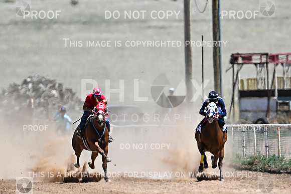 phlox-008